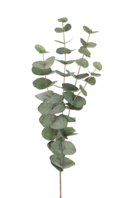 Eucalyptus kvist 60 cm. - Grå
